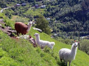 Ламы в Швейцарии фото